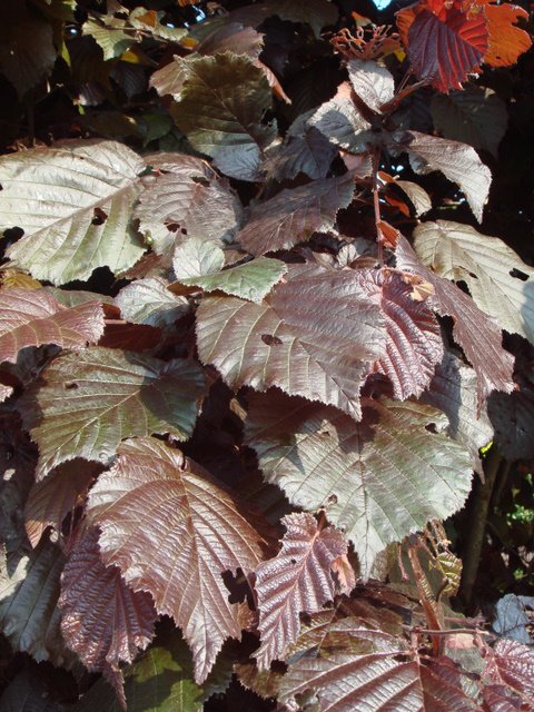 Corylus maxima 'Purpurea' feuille P18 P21